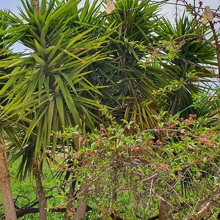 Διαμέρισμα The Tulip *