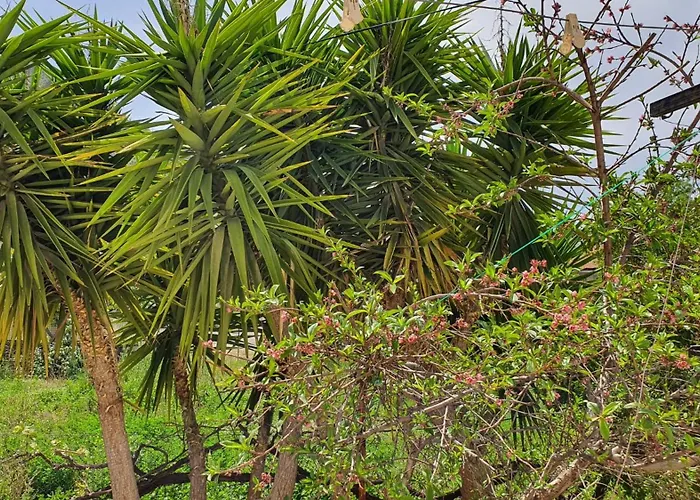 Διαμέρισμα The Tulip *